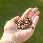 5 Incredible Ways Cannabis Seeds Can Improve Your Life